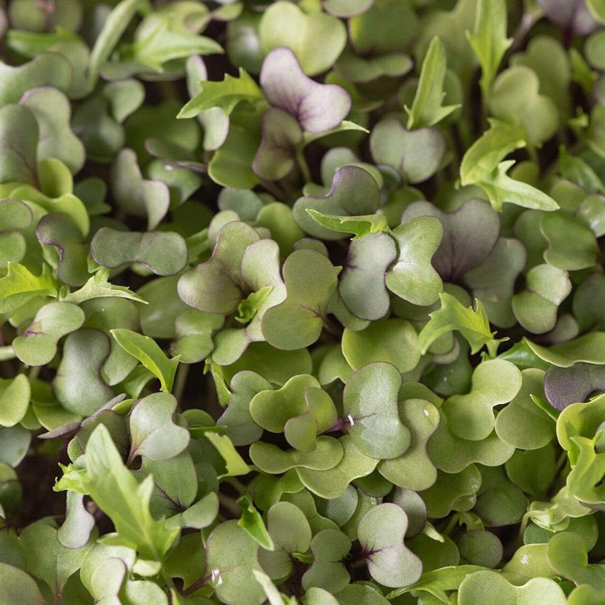 Microgreen, Southern Mild Mix - 8 grams - Southern Seed Exchange