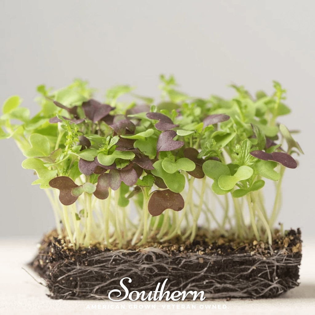 Microgreen, Southern Spice Mix (Brassica spp.) - 5 grams - Southern Seed Exchange