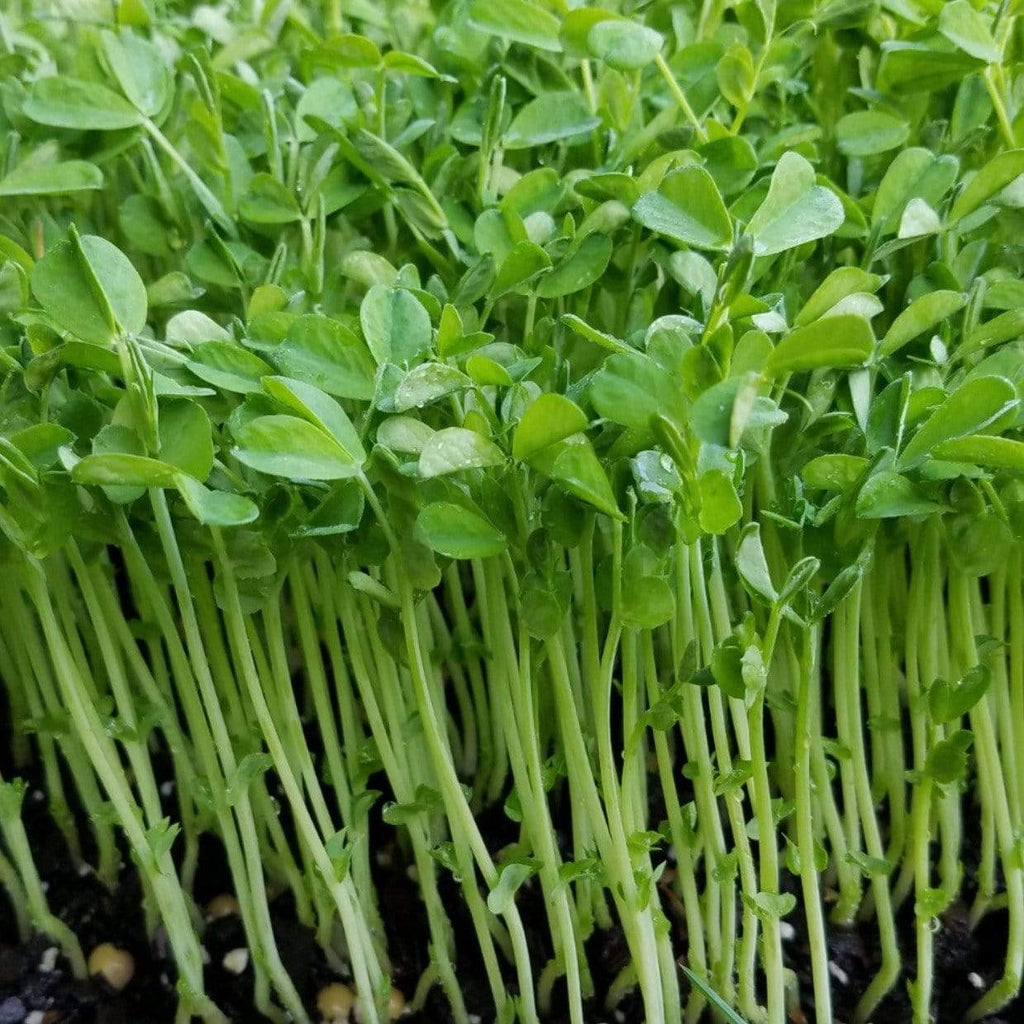 Microgreen, Speckled Peas (Anethum graveolens) - 15 grams - Southern Seed Exchange