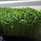 Microgreen, Speckled Peas (Anethum graveolens) - 15 grams - Southern Seed Exchange