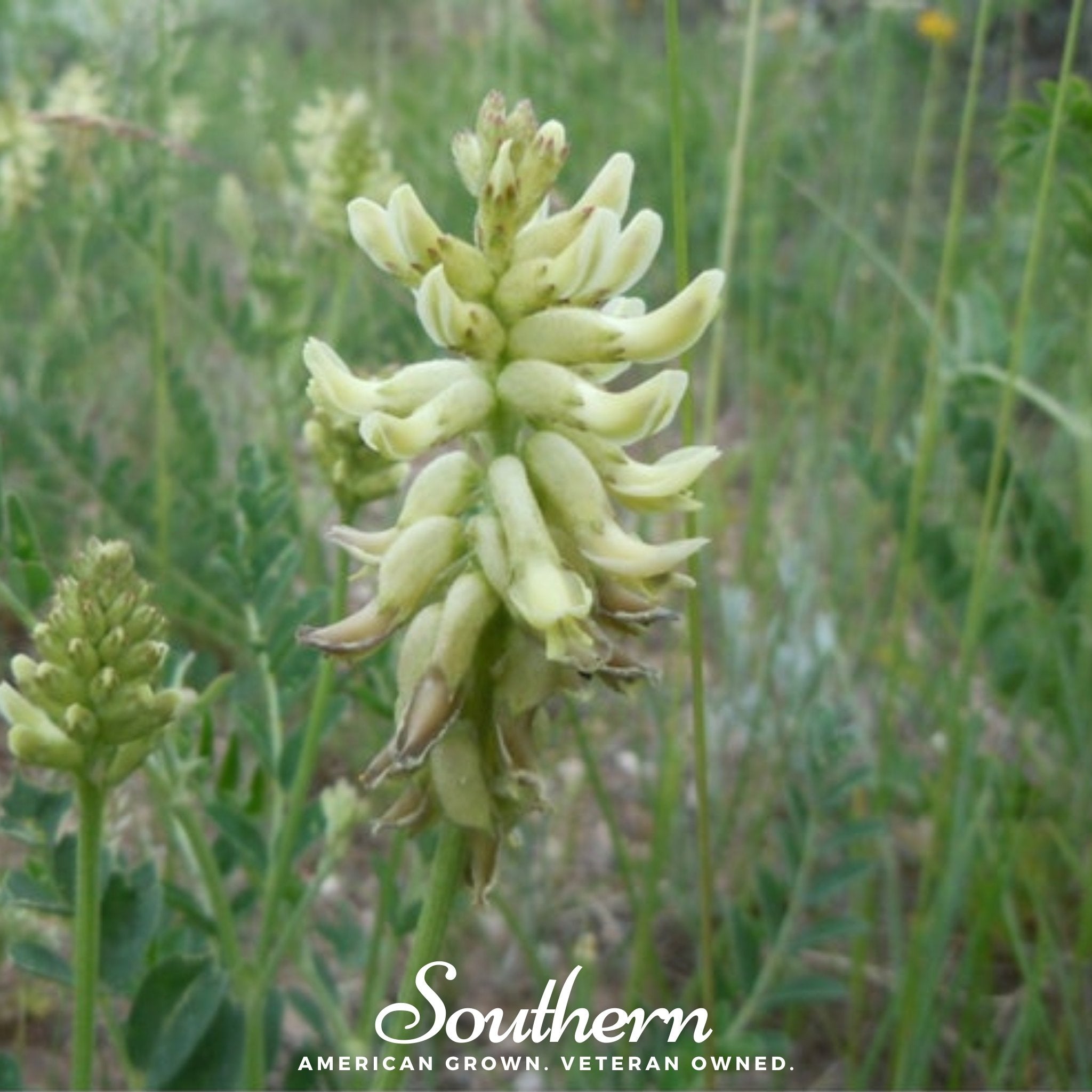 Milk Vetch, Canadian (Astragalus canadensis) - 50 Seeds - Southern Seed Exchange