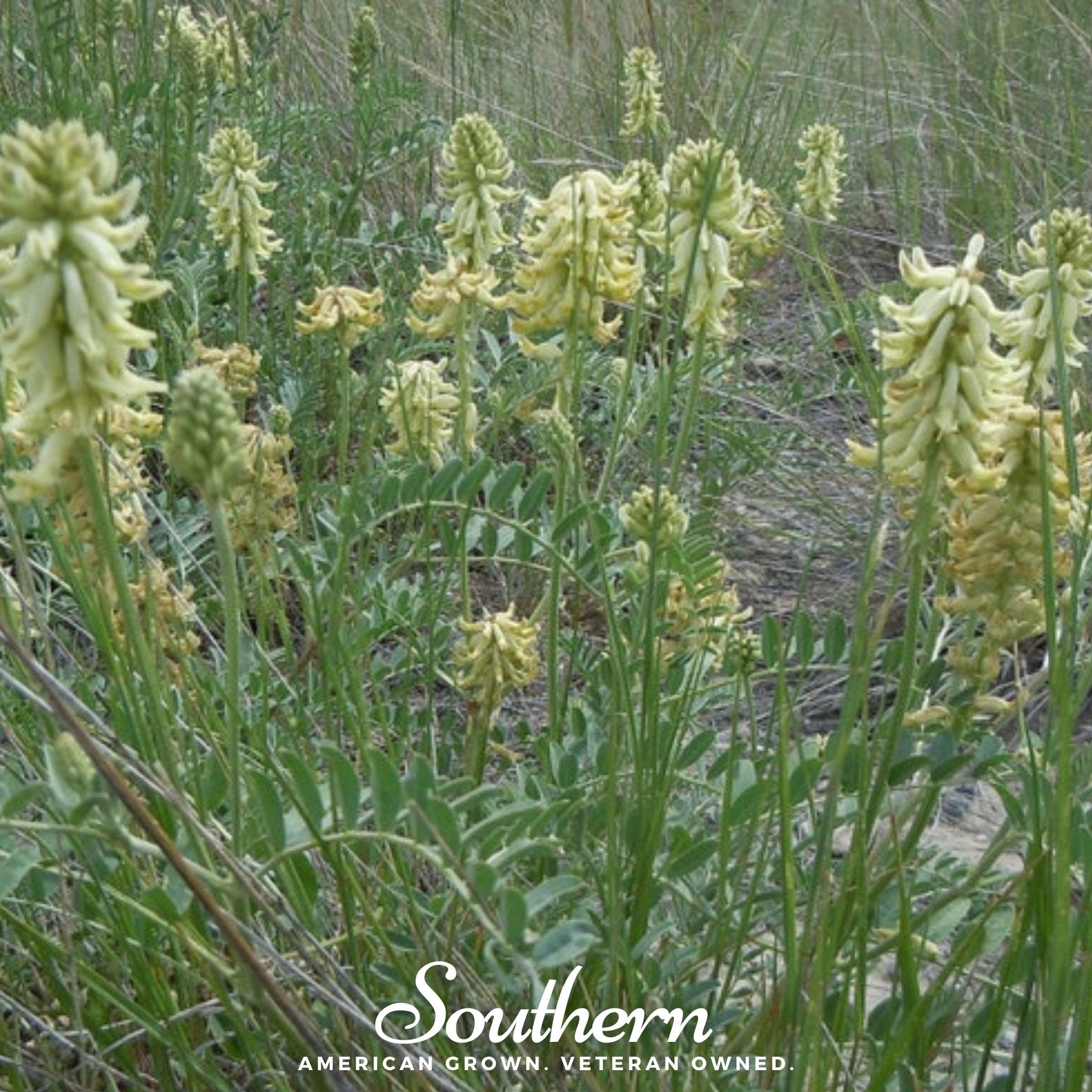 Milk Vetch, Canadian (Astragalus canadensis) - 50 Seeds - Southern Seed Exchange