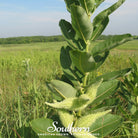 Milkweed, Common (Asclepias syriaca) - 50 Seeds - Southern Seed Exchange