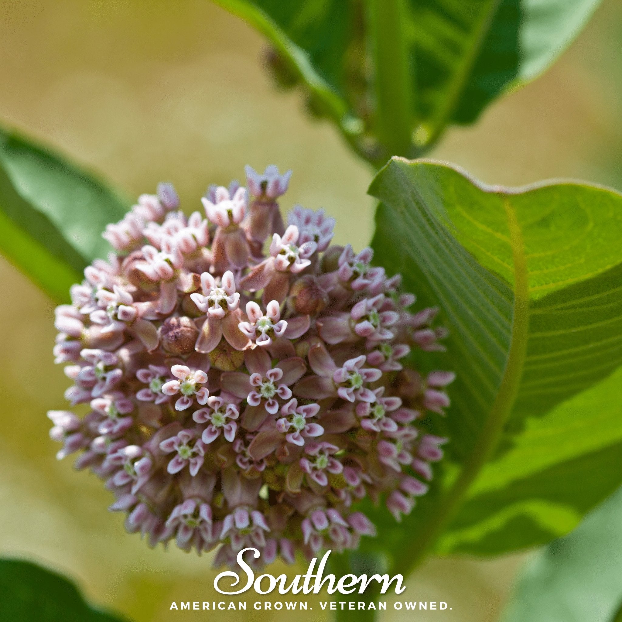 Milkweed, Common (Asclepias syriaca) - 50 Seeds - Southern Seed Exchange