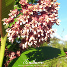 Milkweed, Common (Asclepias syriaca) - 50 Seeds - Southern Seed Exchange