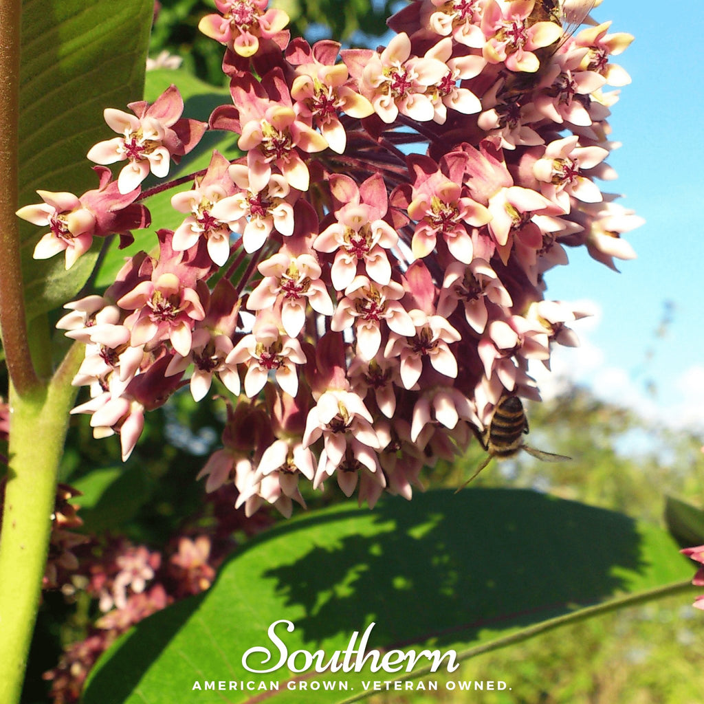 Milkweed, Common (Asclepias syriaca) - 50 Seeds - Southern Seed Exchange