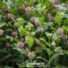 Milkweed, Common (Asclepias syriaca) - 50 Seeds - Southern Seed Exchange