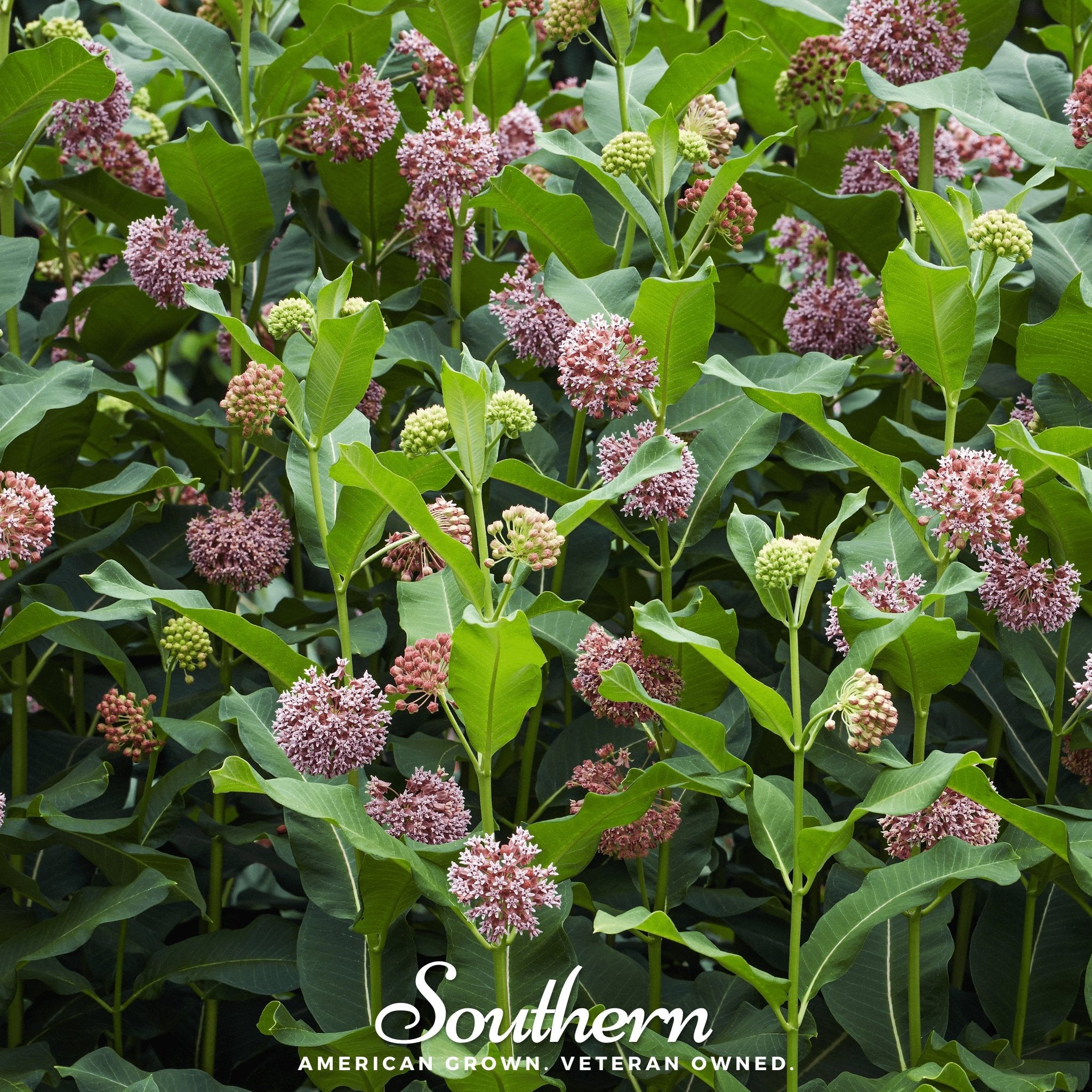 Milkweed, Common (Asclepias syriaca) - 50 Seeds - Southern Seed Exchange