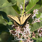 Milkweed, Showy (Asclepias speciosa) - 20 Seeds - Southern Seed Exchange