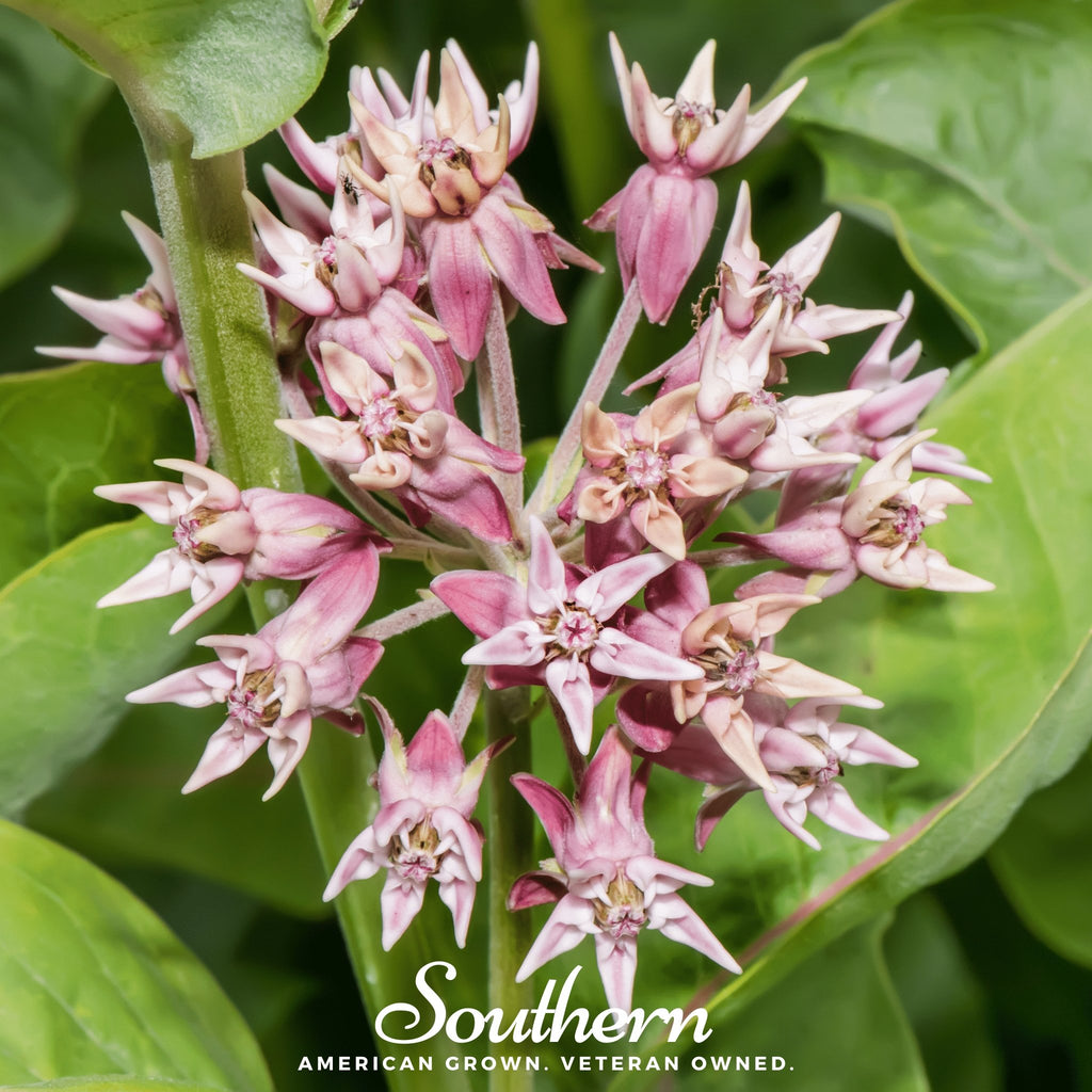 Milkweed, Showy (Asclepias speciosa) - 20 Seeds - Southern Seed Exchange