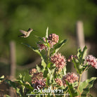 Milkweed, Showy (Asclepias speciosa) - 20 Seeds - Southern Seed Exchange