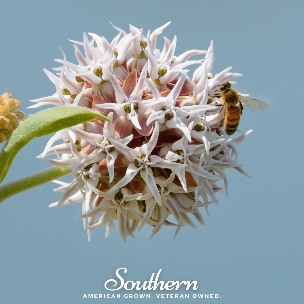 Milkweed, Showy (Asclepias speciosa) - 20 Seeds - Southern Seed Exchange