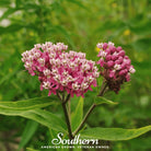 Milkweed, Swamp (Asclepias incarnata) - 50 Seeds - Southern Seed Exchange