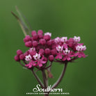 Milkweed, Swamp (Asclepias incarnata) - 50 Seeds - Southern Seed Exchange