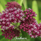 Milkweed, Swamp (Asclepias incarnata) - 50 Seeds - Southern Seed Exchange