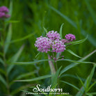 Milkweed, Swamp (Asclepias incarnata) - 50 Seeds - Southern Seed Exchange