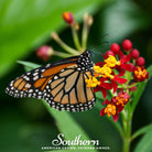 Milkweed, Tropical (Asclepias Curassavica) - 50 Seeds - Southern Seed Exchange