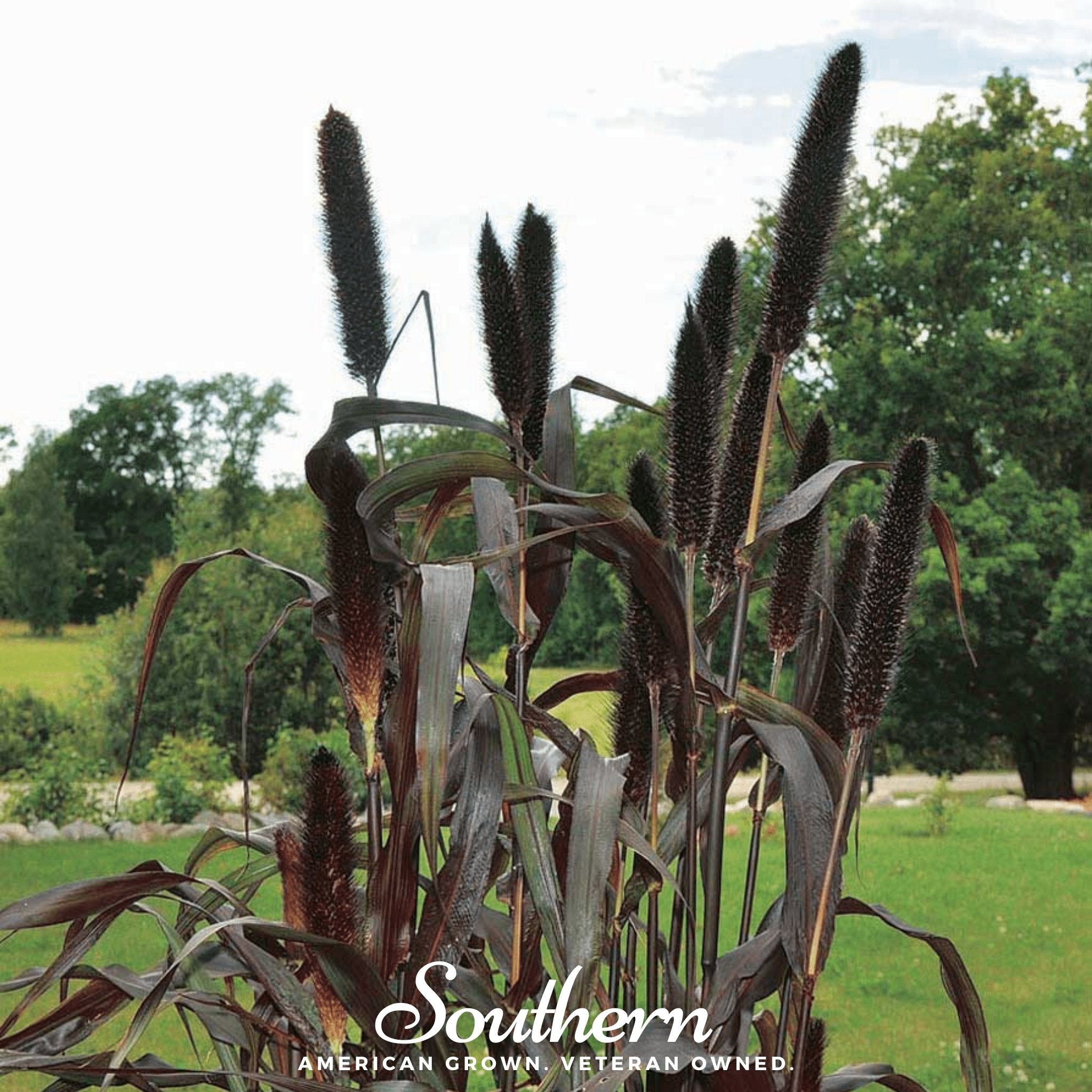 Millet, Purple Majesty (Pennisetum Glaucum) - 10 Seeds - Southern Seed Exchange