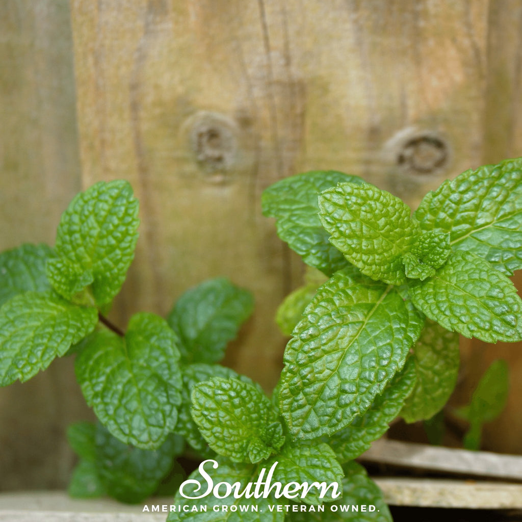 Mint, Common (Mentha spp.) - 100 Seeds - Southern Seed Exchange