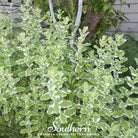 Mint, Pineapple (Mentha suaveolens) - 25 Seeds - Southern Seed Exchange