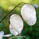 Money Plant (Lunaria biennis) - 20 Seeds - Southern Seed Exchange