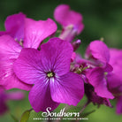 Money Plant (Lunaria biennis) - 20 Seeds - Southern Seed Exchange