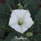 Moonflower (Ipomoea Alba) - 25 Seeds - Southern Seed Exchange