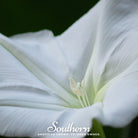 Moonflower (Ipomoea Alba) - 25 Seeds - Southern Seed Exchange