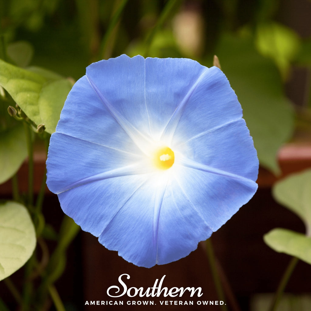 Morning Glory, Heavenly Blue (Ipomoea tricolor) - 50 Seeds - Southern Seed Exchange
