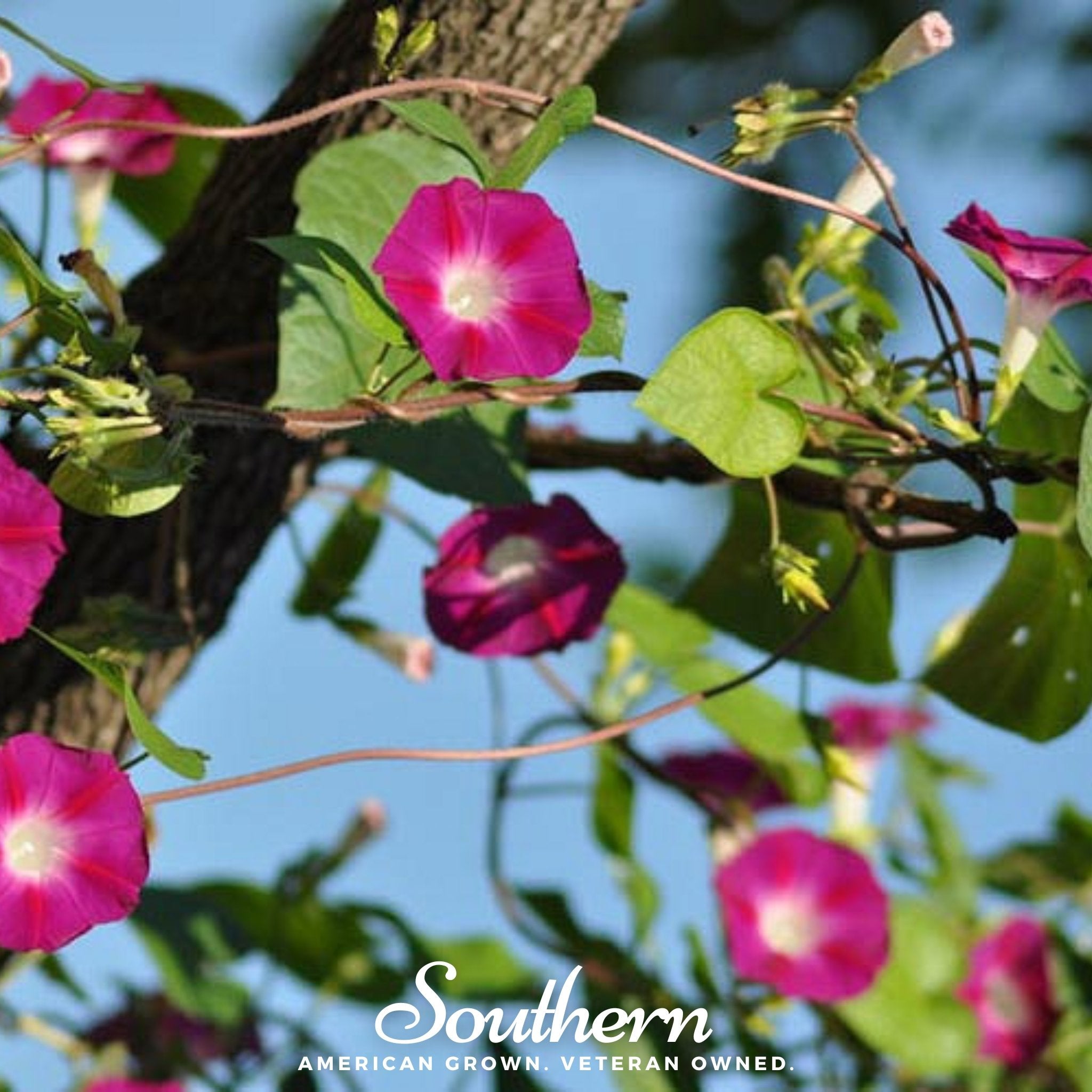 Morning Glory, Scarlett O'Hara (Ipomea nil) - 50 Seeds - Southern Seed Exchange