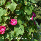 Morning Glory, Scarlett O'Hara (Ipomea nil) - 50 Seeds - Southern Seed Exchange