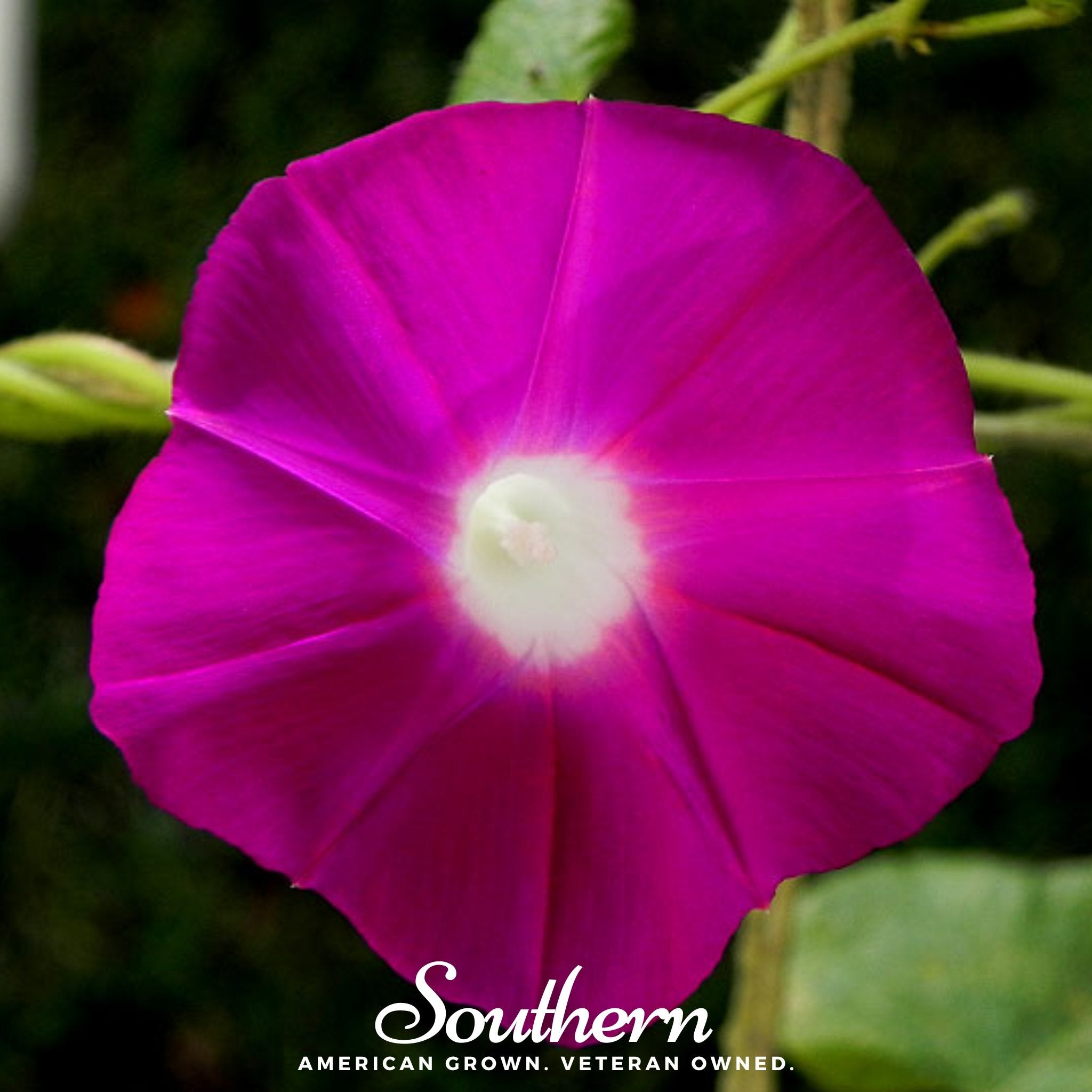 Morning Glory, Scarlett O'Hara (Ipomea nil) - 50 Seeds - Southern Seed Exchange