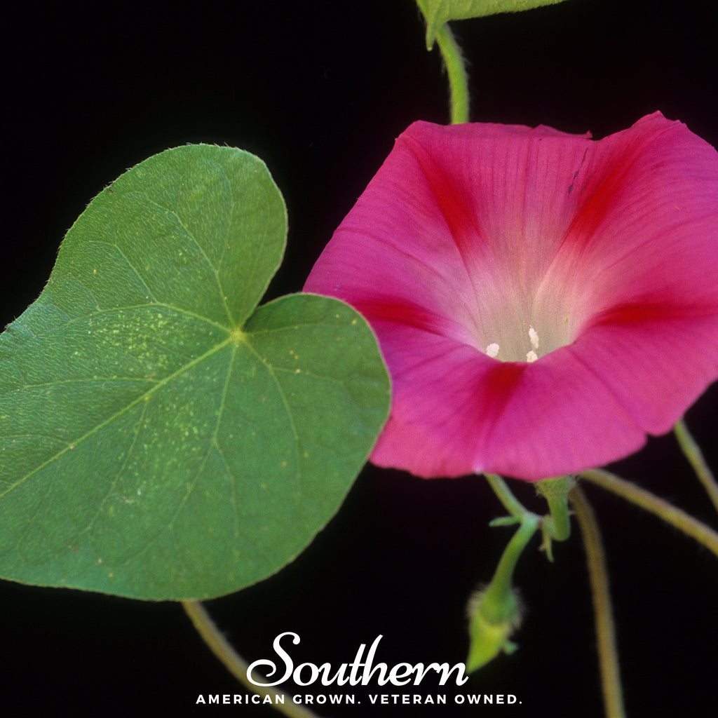 Morning Glory, Scarlett O'Hara (Ipomea nil) - 50 Seeds - Southern Seed Exchange
