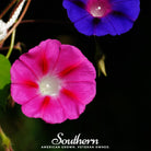 Morning Glory, Scarlett O'Hara (Ipomea nil) - 50 Seeds - Southern Seed Exchange