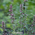 Motherwort (Leonurus Cardiaca) - 50 Seeds - Southern Seed Exchange