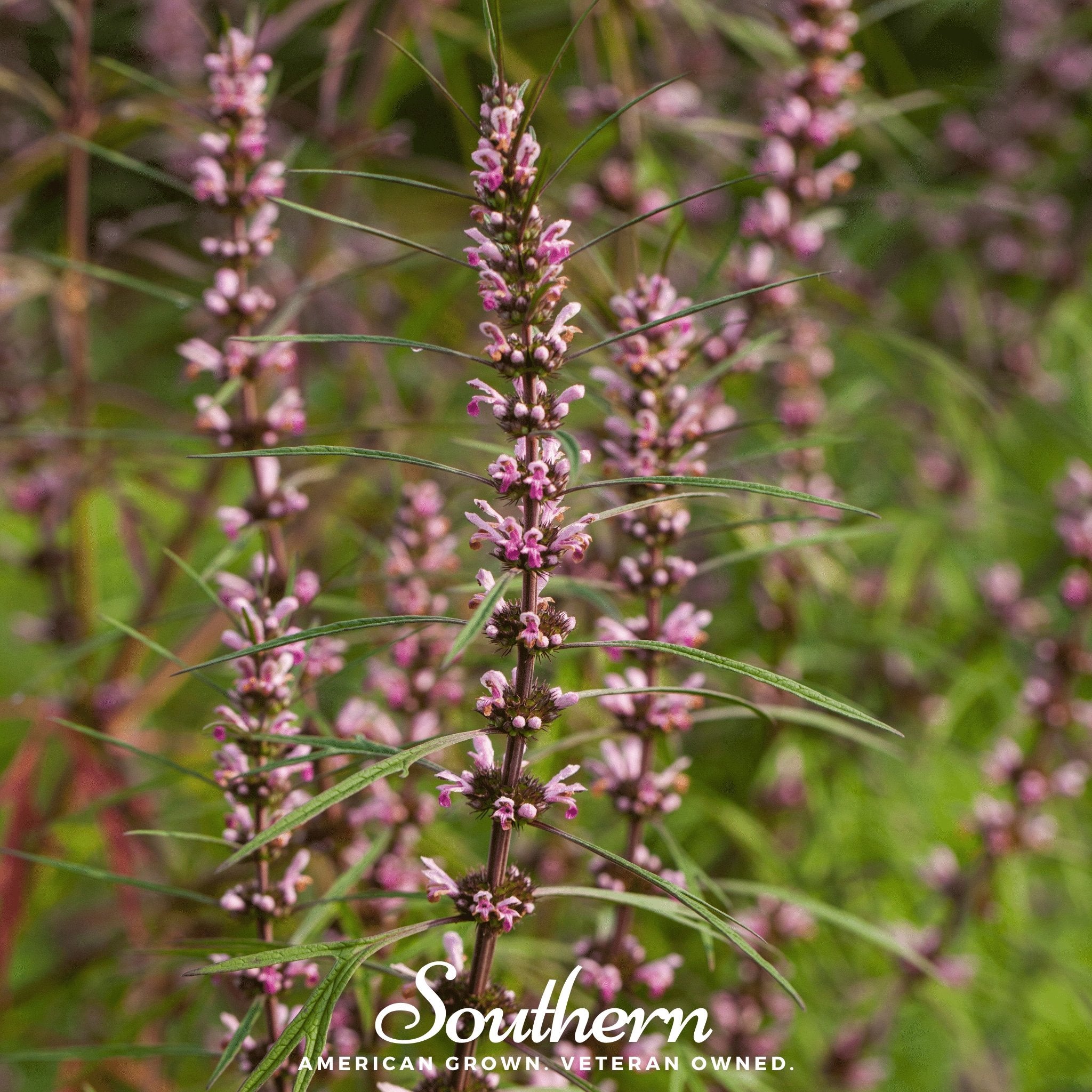 Motherwort (Leonurus Cardiaca) - 50 Seeds - Southern Seed Exchange