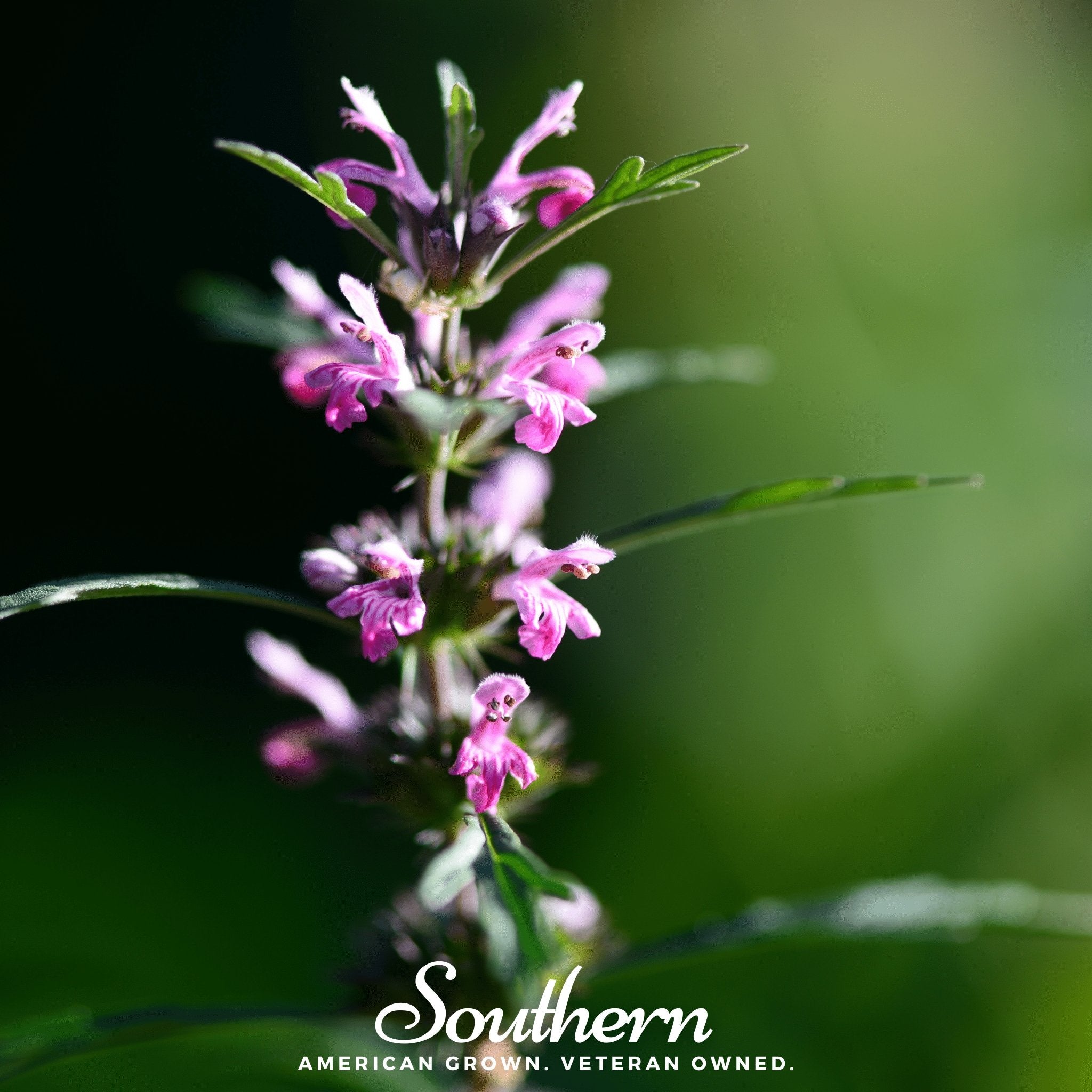 Motherwort (Leonurus Cardiaca) - 50 Seeds - Southern Seed Exchange