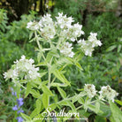 Mountain Mint (Pycnanthemum pilosum) - 100 Seeds - Southern Seed Exchange