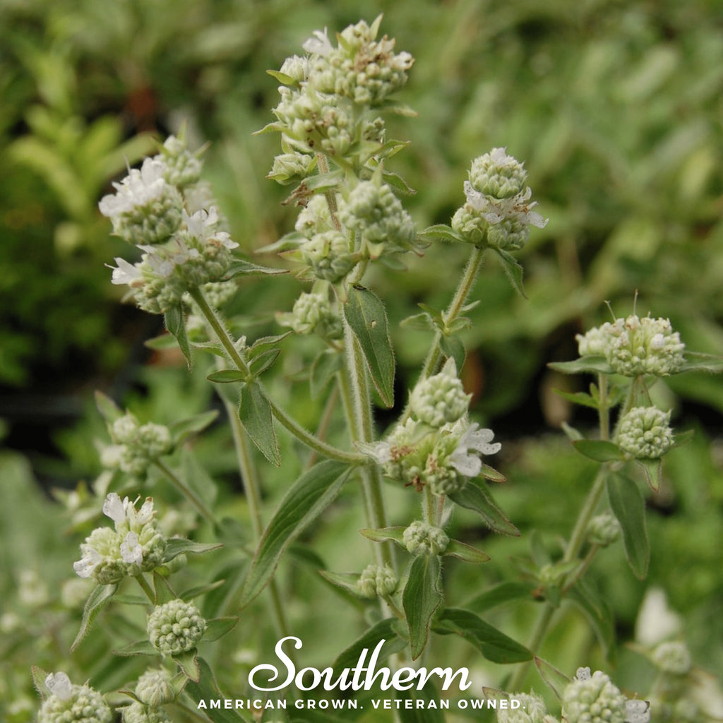 Mountain Mint (Pycnanthemum pilosum) - 100 Seeds - Southern Seed Exchange