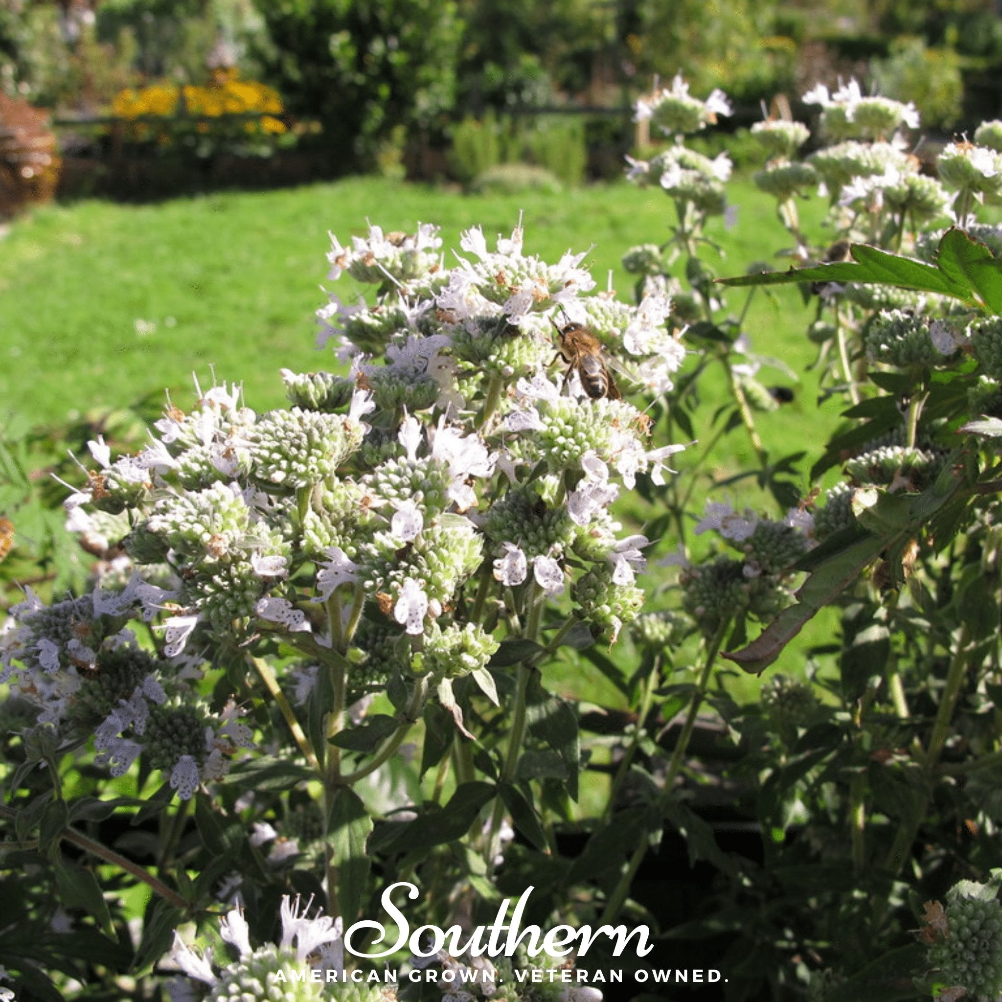 Mountain Mint (Pycnanthemum pilosum) - 100 Seeds - Southern Seed Exchange