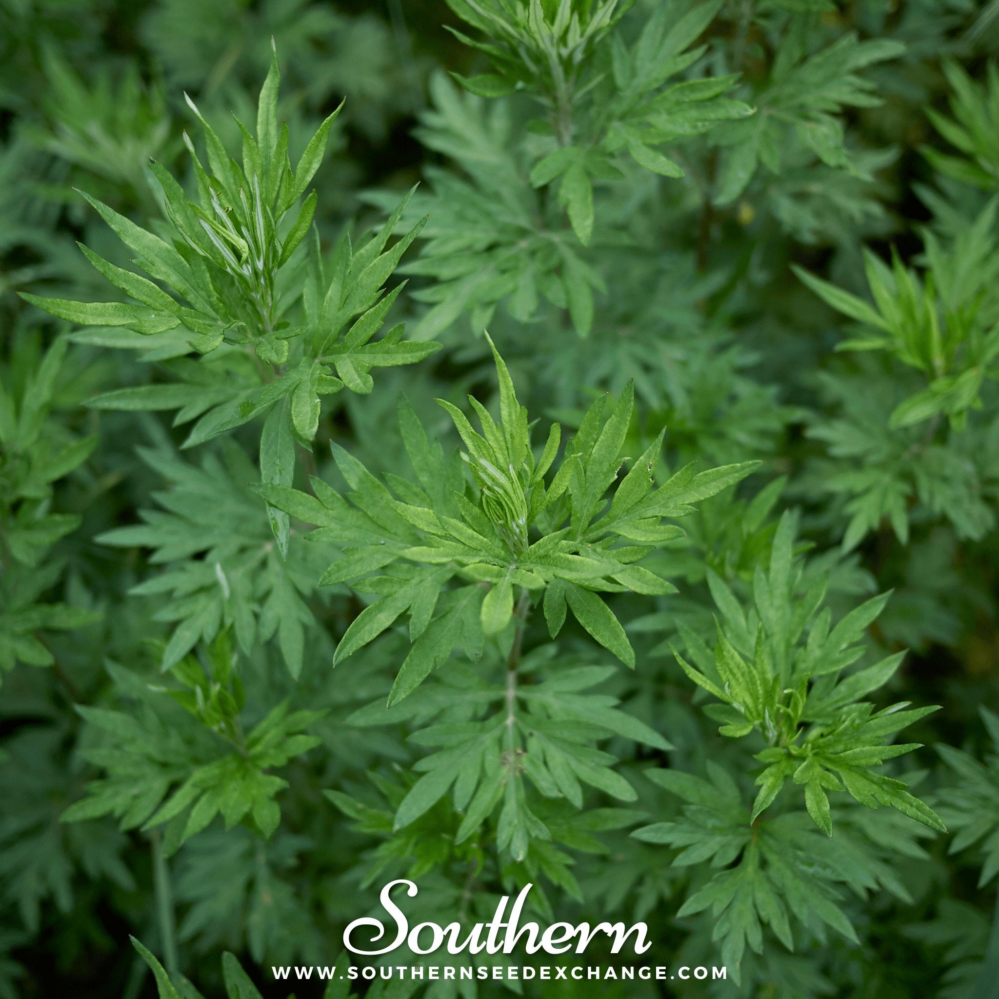 Mugwort (Artemisia Vulgaris) - 100 Seeds - Southern Seed Exchange