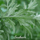 Mugwort (Artemisia Vulgaris) - 100 Seeds - Southern Seed Exchange