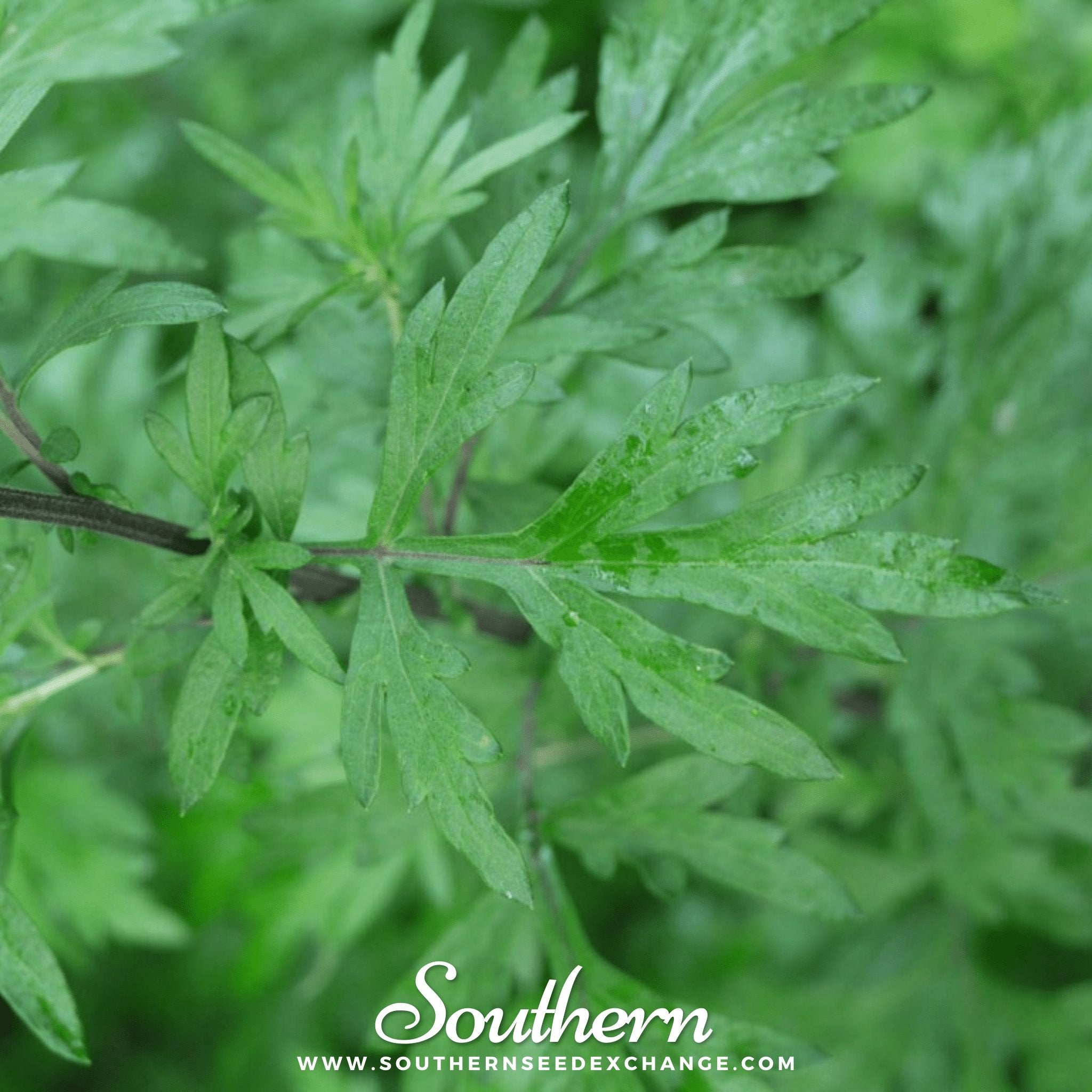 Mugwort (Artemisia Vulgaris) - 100 Seeds - Southern Seed Exchange