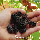 Mulberry, Black (Morus nigra) - 50 Seeds - Southern Seed Exchange