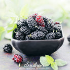 Mulberry, Black (Morus nigra) - 50 Seeds - Southern Seed Exchange