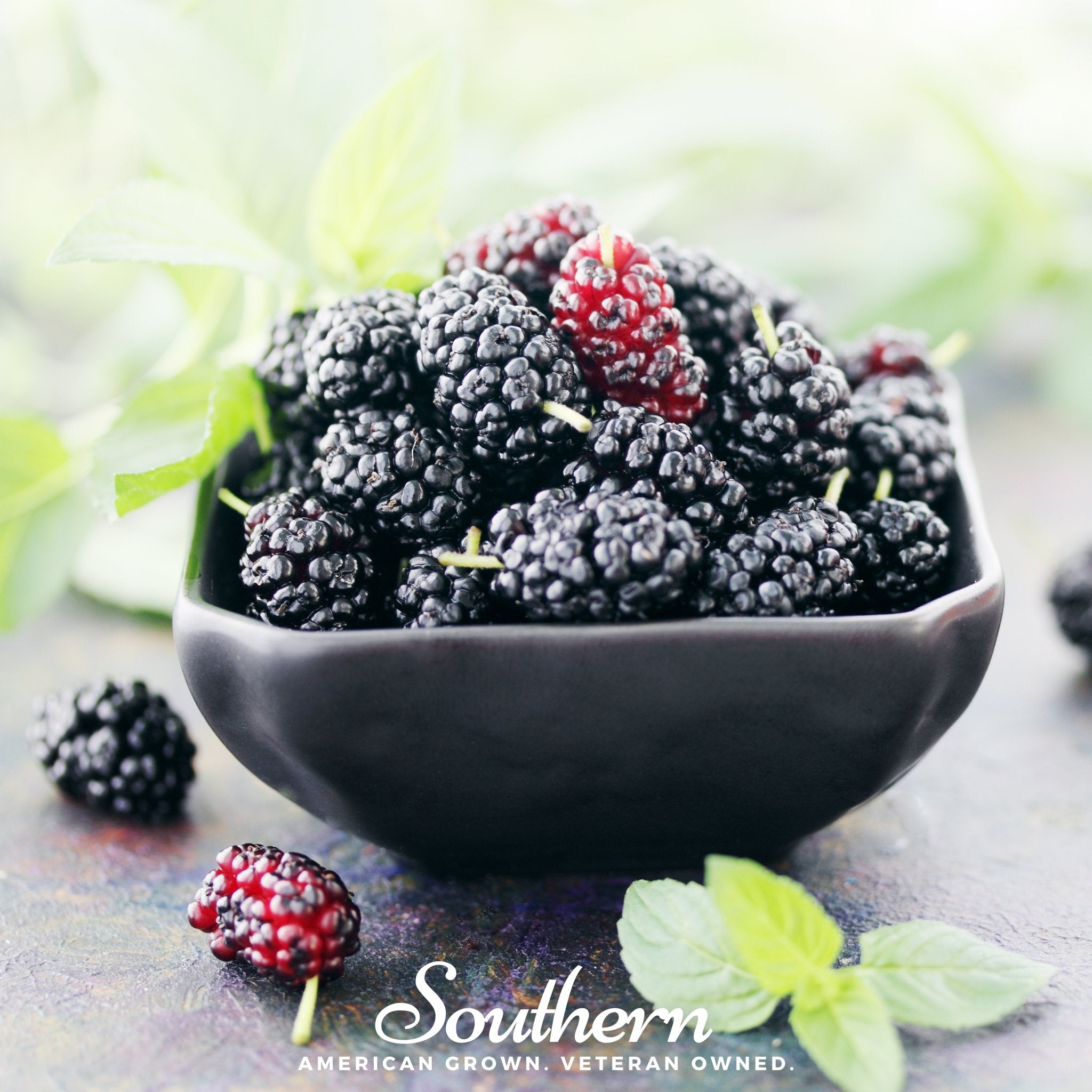 Mulberry, Black (Morus nigra) - 50 Seeds - Southern Seed Exchange