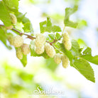 Mulberry, White (Morus alba) - 50 Seeds - Southern Seed Exchange