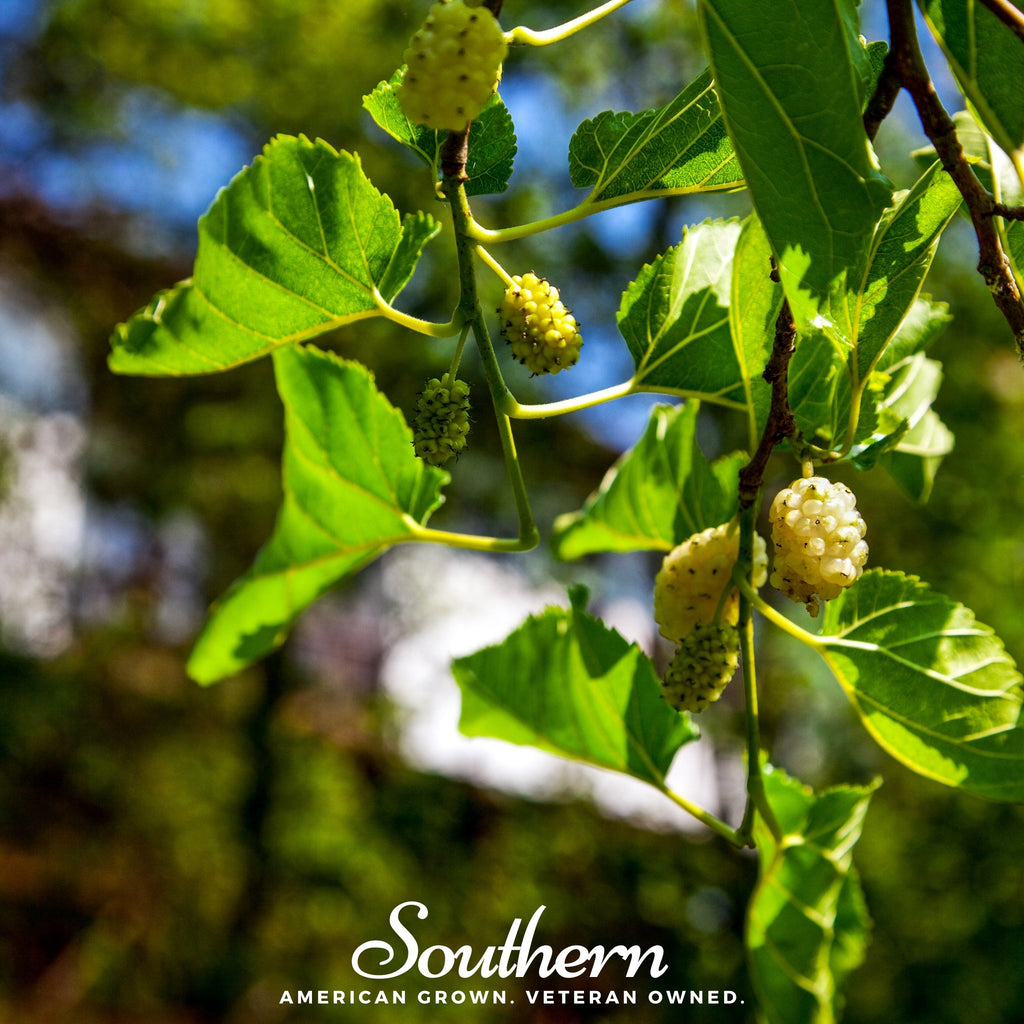 Mulberry, White (Morus alba) - 50 Seeds - Southern Seed Exchange