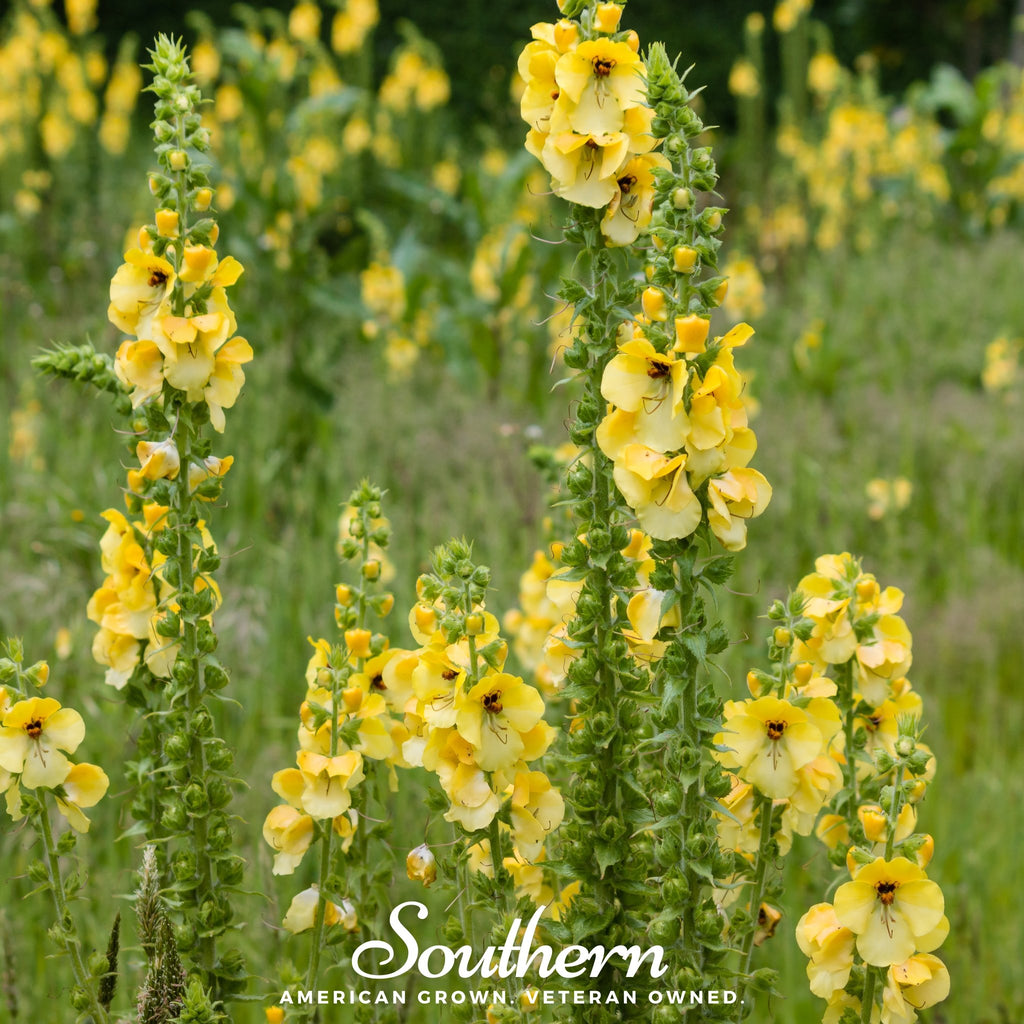 Mullein, Common (Verbascum thapsus) - 100 Seeds - Southern Seed Exchange