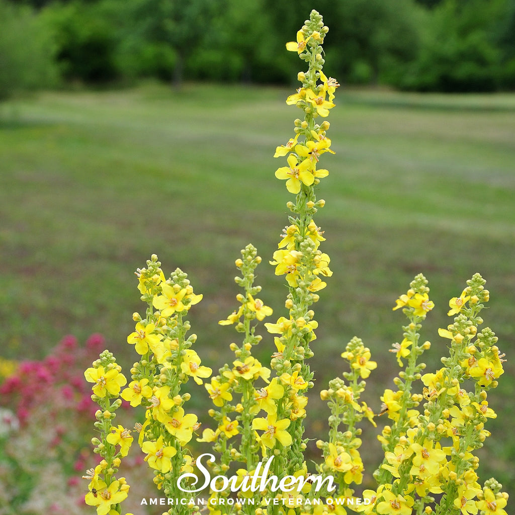 Mullein, Common (Verbascum thapsus) - 100 Seeds - Southern Seed Exchange